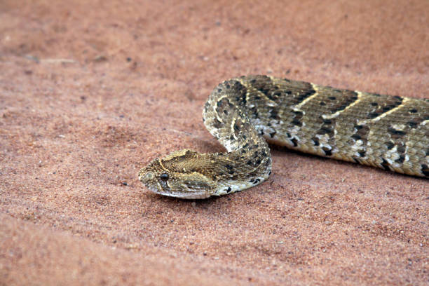 istock Large wild African snake crawling on the sand 1167836812