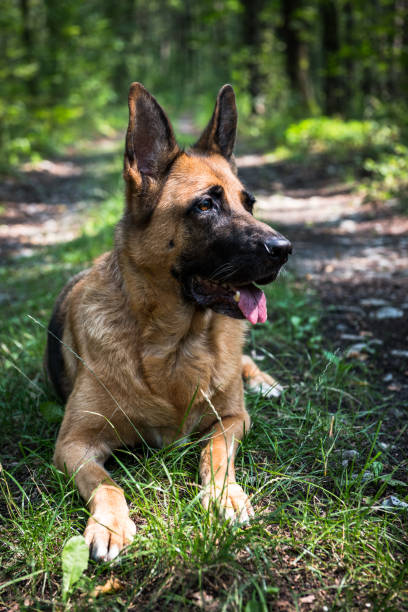 istock Adult German Shepherd Dog Laying Down on Grass in Forest 1167837513