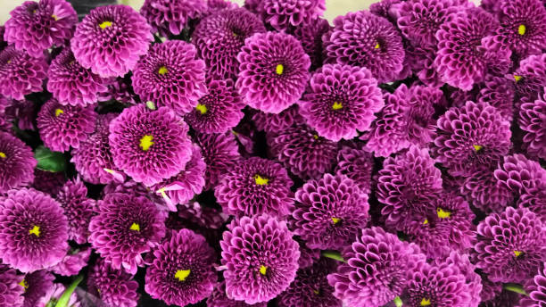 A close up photo of a bunch of dark pink chrysanthemum flowers with yellow centers and white tips on their petals. Chrysanthemum pattern in stock photo