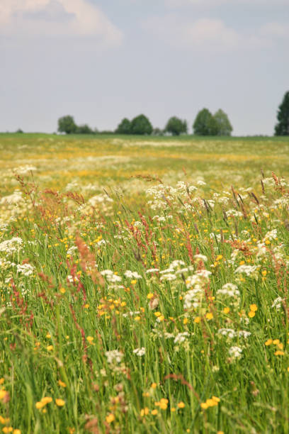 Meadow with wildflowers and trees