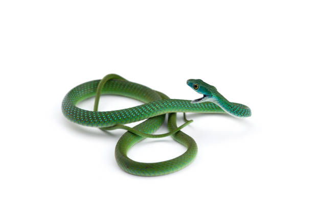 istock Northern Green Bush Snake isolated on white background 1167838561