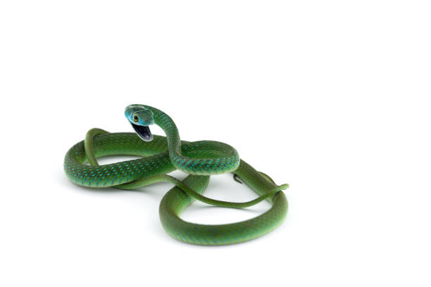 istock Northern Green Bush Snake isolated on white background 1167838563