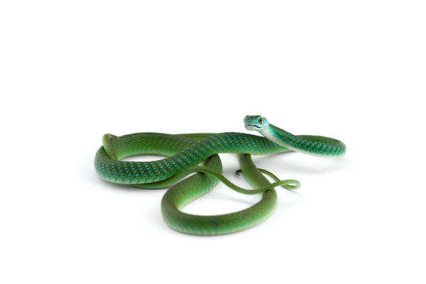 istock Northern Green Bush Snake isolated on white background 1167838565