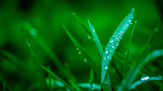 Green fresh grass in the drops of dew texture background