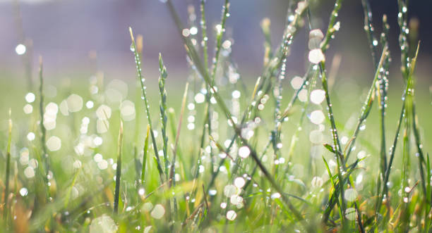 istock Green fresh grass in the drops of dew texture 1167838599
