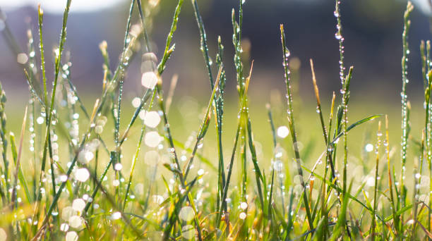 Green fresh grass in the drops of dew texture
