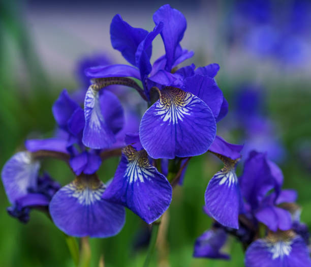 istock Blue irises bloom in the summer on a clear day. Selective soft focus. 1167841600