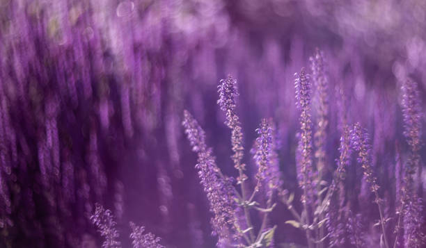 istock Blooming sage in the sunset, beautiful nature. Selective focus, shallow depth of field, backlight. 1167841603