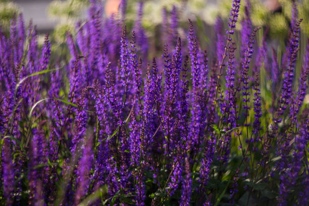 istock Blooming sage, beautiful nature. Selective focus, shallow depth of field. 1167841679