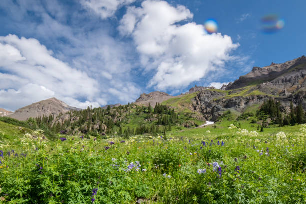 istock Wild flowers including Columbine in Yankee Boy Basin 1167841688