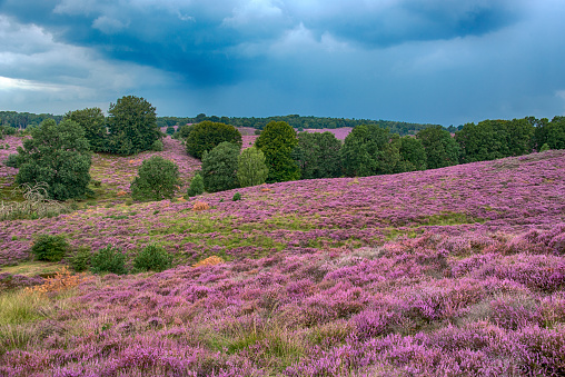 Dark clouds over fields of blooming erica at the national Park De Hoge Veluwe in the Netherlands.