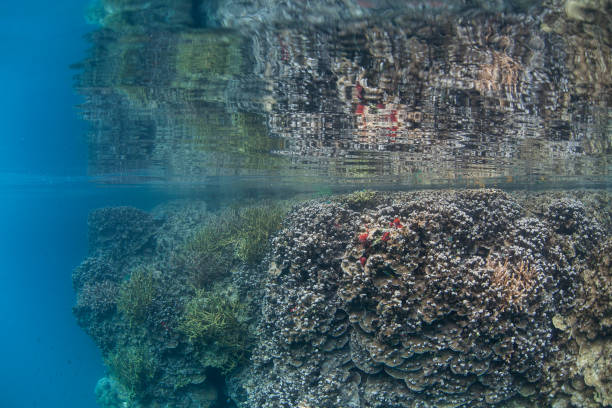 istock Coral Reef Drop Off and Calm Water in Palau 1167842144