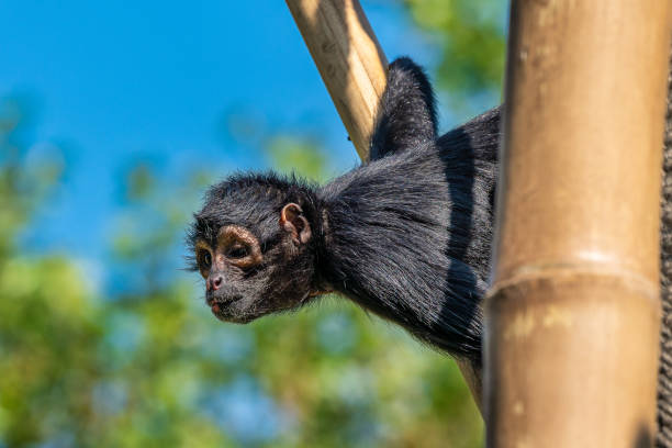 istock The black-headed spider monkey, Ateles fusciceps is a species of spider monkey 1167842152
