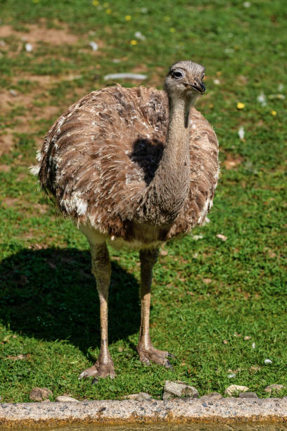 istock Darwin's rhea, Rhea pennata also known as the lesser rhea. 1167844466