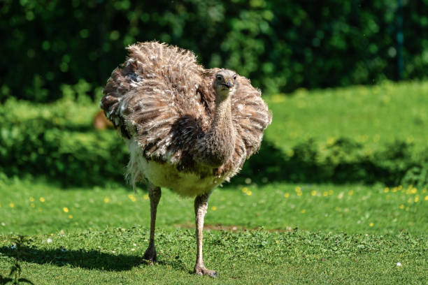 istock Darwin's rhea, Rhea pennata also known as the lesser rhea. 1167844476