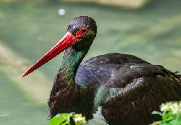 istock Black stork, Ciconia nigra in a german nature park 1167844558