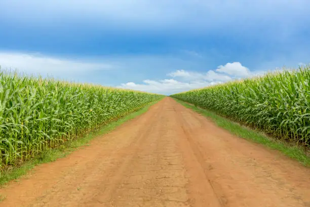 Maize has become a staple food in many parts of the world, with the total production of maize surpassing that of wheat or rice.