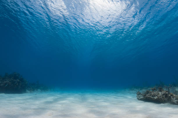 Caribbean Sea Undersea view and ocean floor in Cayman Brac Island, Cayman Islands at the bottom of photos stock pictures, royalty-free photos & images