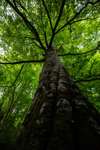 istock Big deciduous tree with large crown seen from below in a dense forest in spring in Romania 1167845889