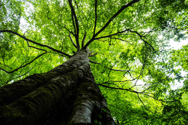 Big deciduous tree with large crown seen from below in a dense forest in spring in Romania