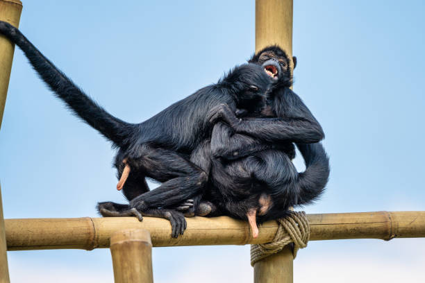 istock The black-headed spider monkey, Ateles fusciceps is a species of spider monkey 1167846991