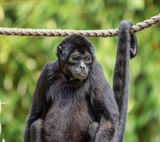istock The black-headed spider monkey, Ateles fusciceps is a species of spider monkey 1167846992