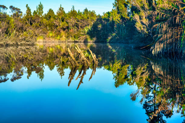 reflexões nativas do arbusto e da árvore em uma lagoa muito calma de okarito na costa ocidental - okarito lagoon - fotografias e filmes do acervo