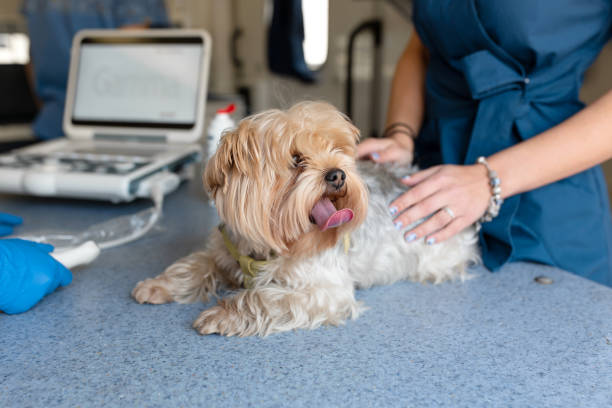 istock Little fun doggy yorkshire terrier posing on manipulation table before ultrasound, inside pet ambulance car. Veterinary clinic promotion 1167850133