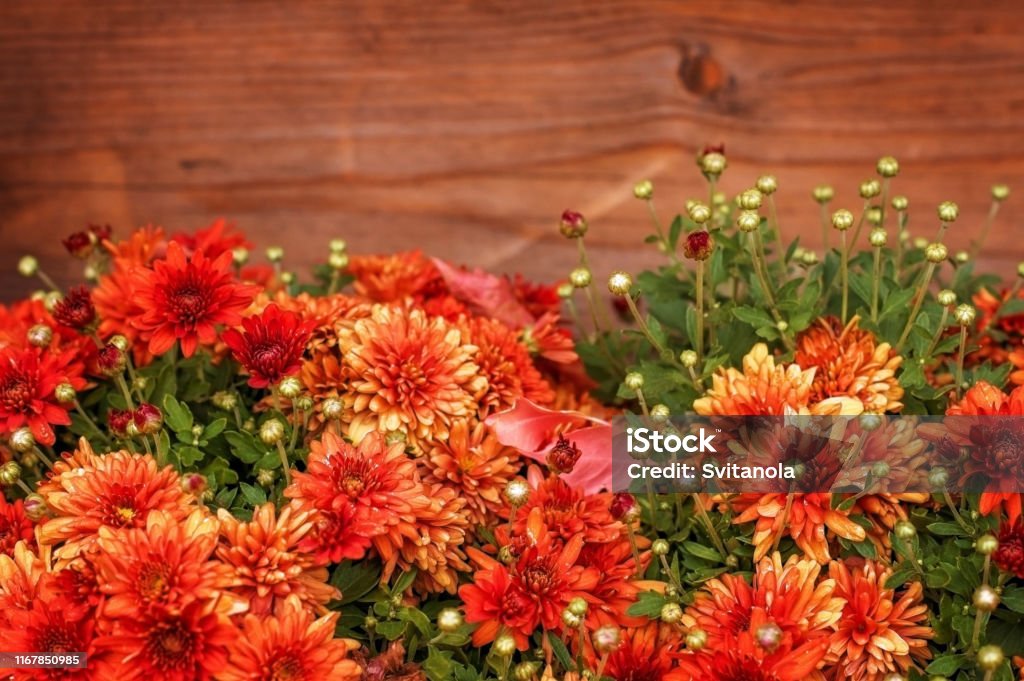 Autumn red-brown background: red chrysanthemums on wooden background. Chrysanthemum Stock Photo