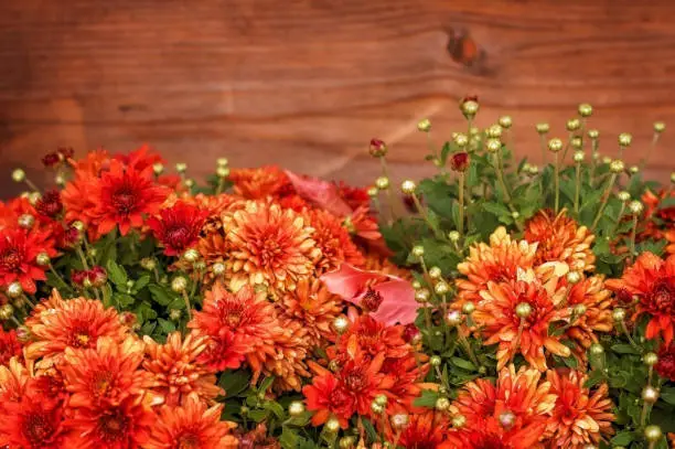 Photo of Autumn red-brown background: red chrysanthemums on wooden background.