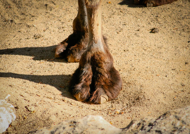 short shot of the front leg of a bactrian or asian camel camelus bactrianus - bactrianus imagens e fotografias de stock