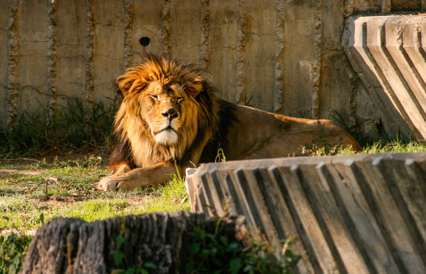 istock Beautiful lion with closed eyes resting at sunset 1167851976