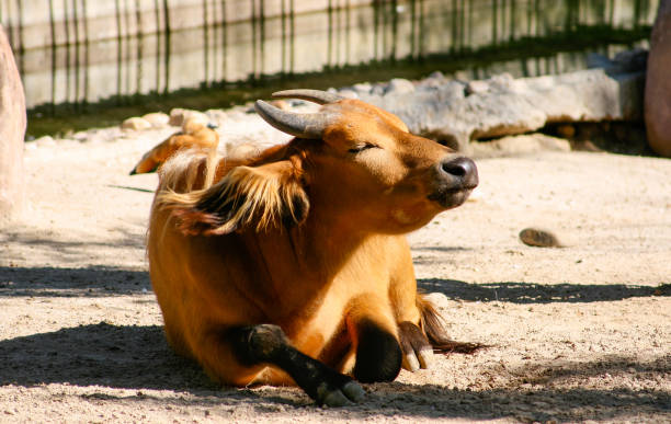 istock Red buffalo (Syncerus caffer nanus) lying on the ground sunbathing 1167851980