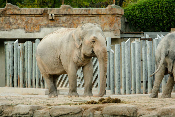 istock Asian elephant Elephas maximus full length posing for the camera 1167852027