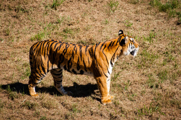 istock Beautiful full-length tiger Panthera tigris with grass background 1167852156