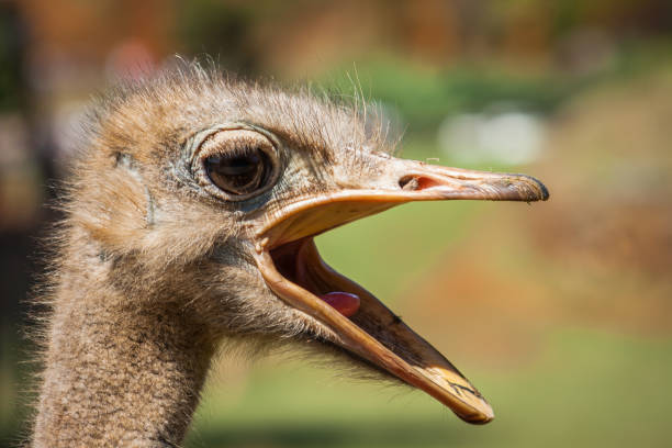 istock Short shot of a pretty ostrich 1167852173