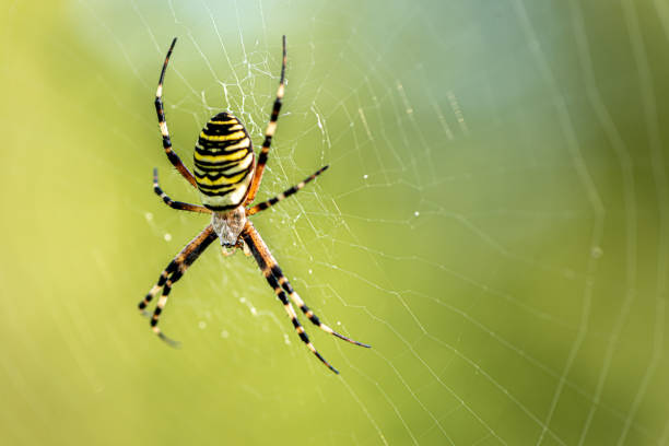 istock Yellow striped spider outside in green nature in her spider web. Argiope bruennichi also called zebra, tiger, silk ribbon, wasp spider in front of blurred background 1167852204