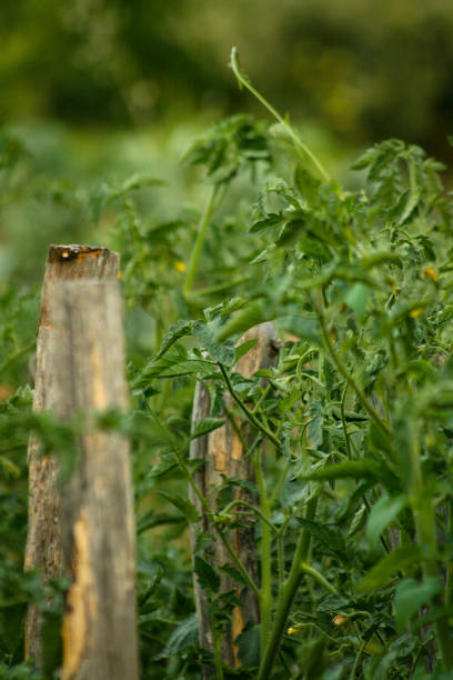 Beautiful tomato plants in an orchard with sticks for plants