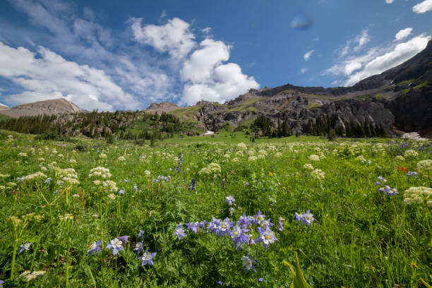 istock Wild flowers including Columbine in Yankee Boy Basin 1167852928