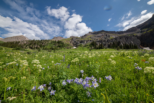 Wildflowers in high country of SW Colorado