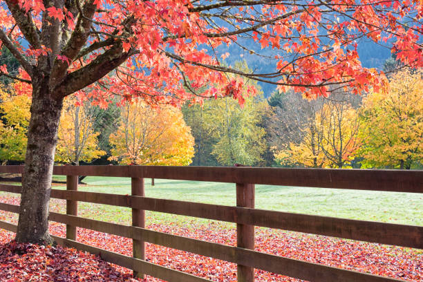 istock Autumn Ranch Fence 1167854066