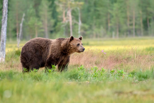 istock European Brown Bear (Ursus arctos), Finland 1167854755