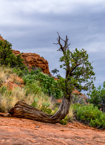 istock Sedona Arizona 1167854931