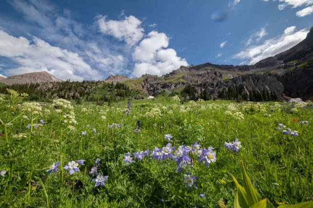 istock Wild flowers including Columbine in Yankee Boy Basin 1167855130