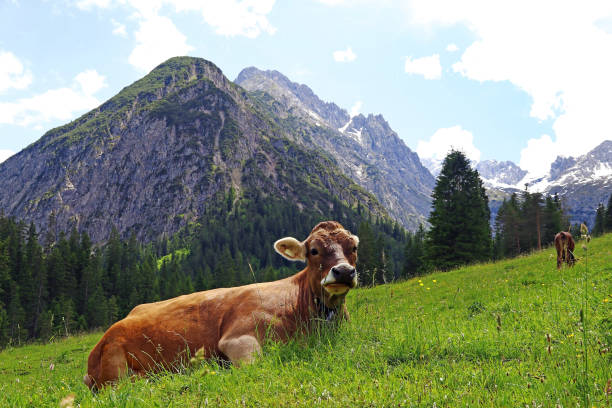 istock A relaxed young brown cattle in the mountains of Austria 1167855742