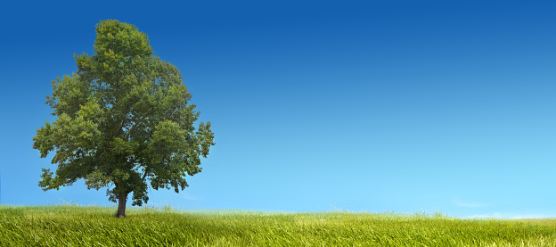 Single tree  blue sky sunny panorama landscape background with copy space