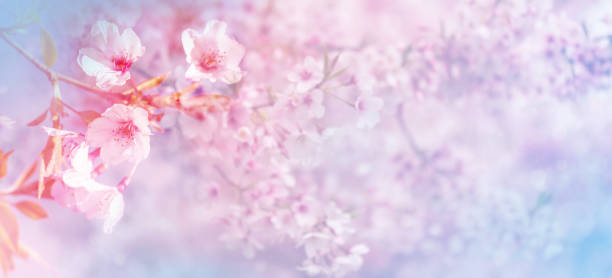 istock Beautiful spring nature scene with pink blooming cherry tree 1167858629