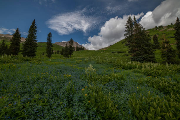 istock Wild flowers in Yankee Boy Basin 1167859404