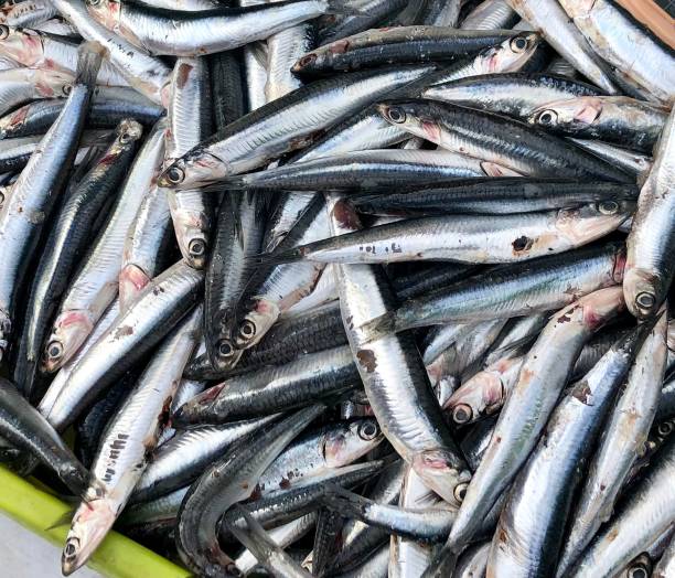 Fresh Anchovies on a French Food Market Stall stock photo