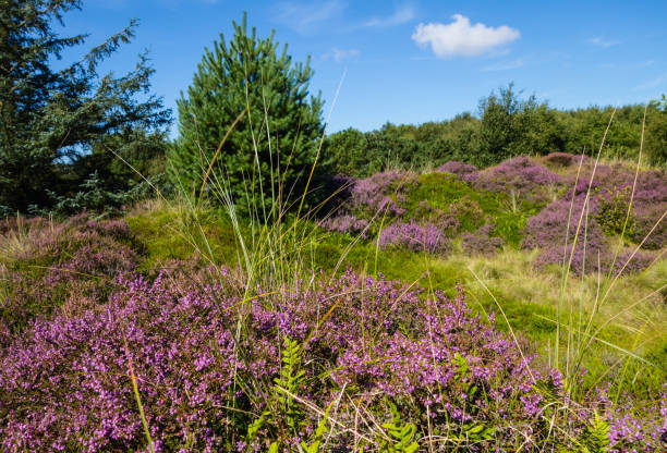 istock Landscape Dunes in Autumn St. Peter-Ording 1167861482